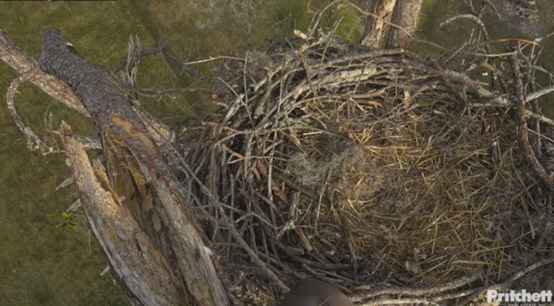 SWFL Eagle Cam focused on egg watch